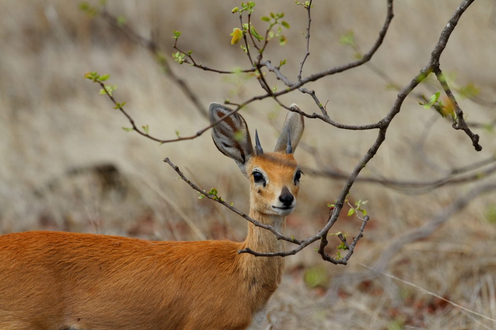 08 - Kruger NP (6).jpg